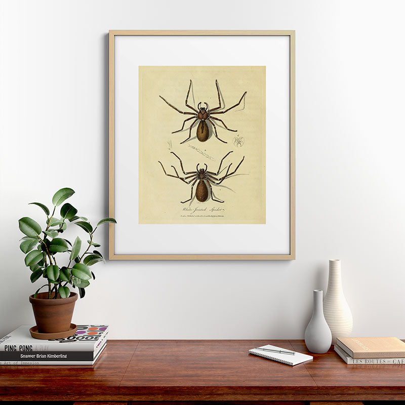 "White-Jointed Spider" by Sarah Stone, 1790 Framed Art Print