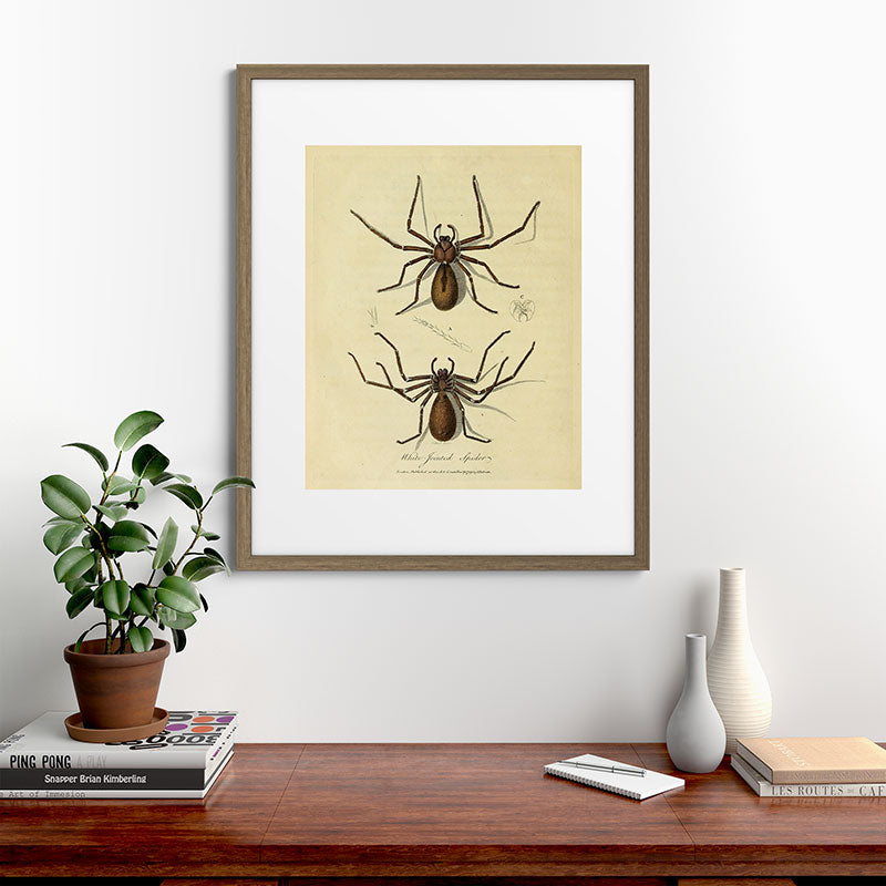 "White-Jointed Spider" by Sarah Stone, 1790 Framed Art Print