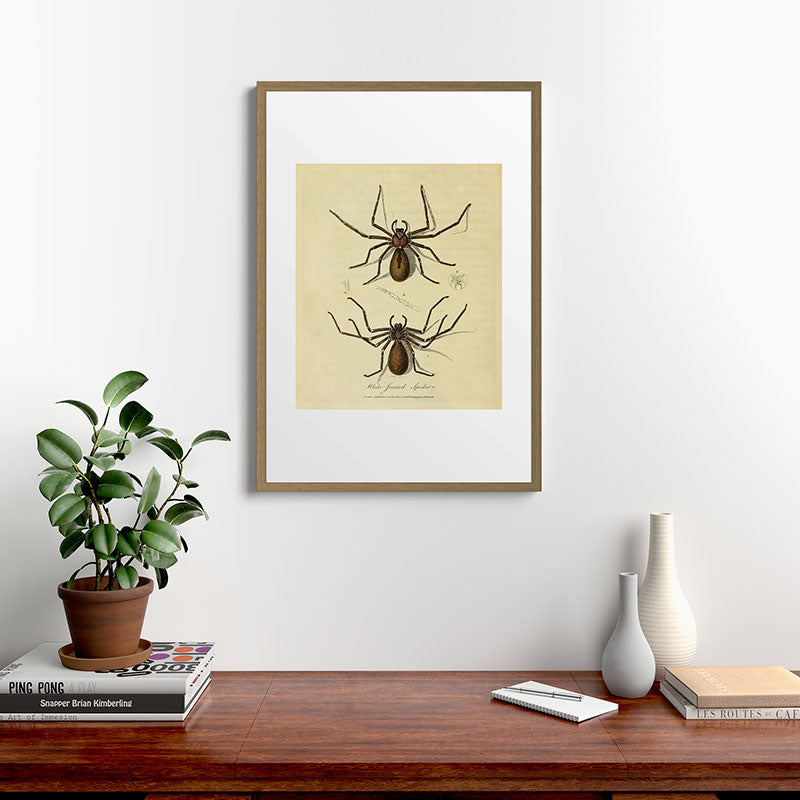 "White-Jointed Spider" by Sarah Stone, 1790 Framed Art Print