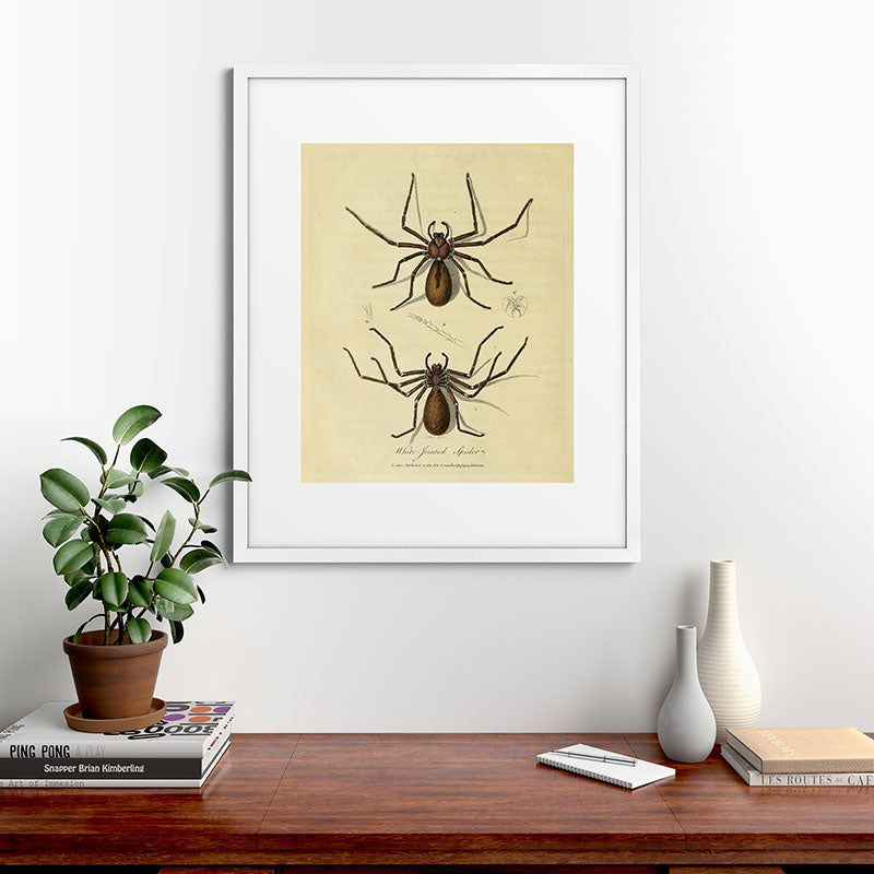 "White-Jointed Spider" by Sarah Stone, 1790 Framed Art Print