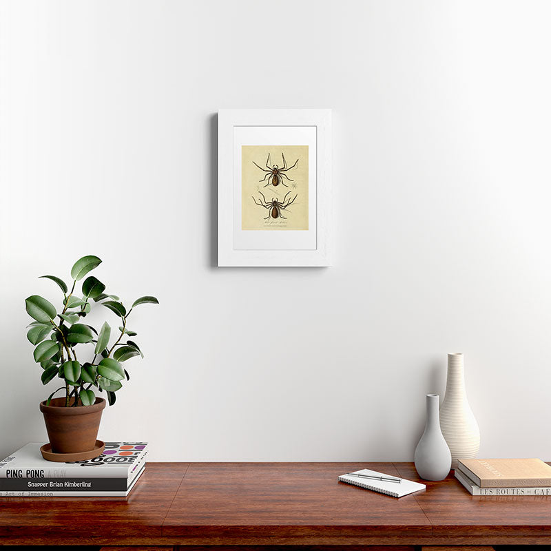 "White-Jointed Spider" by Sarah Stone, 1790 Framed Art Print