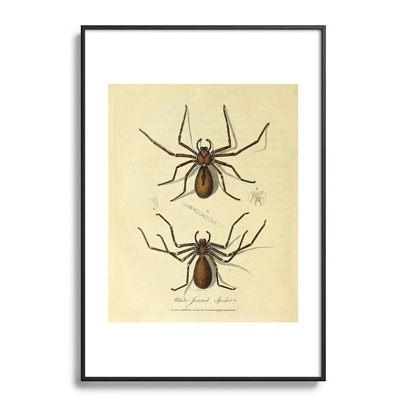 "White-Jointed Spider" by Sarah Stone, 1790 Framed Art Print