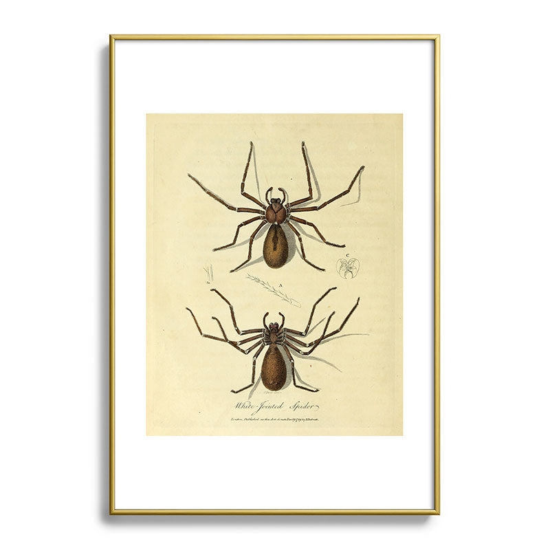 "White-Jointed Spider" by Sarah Stone, 1790 Framed Art Print