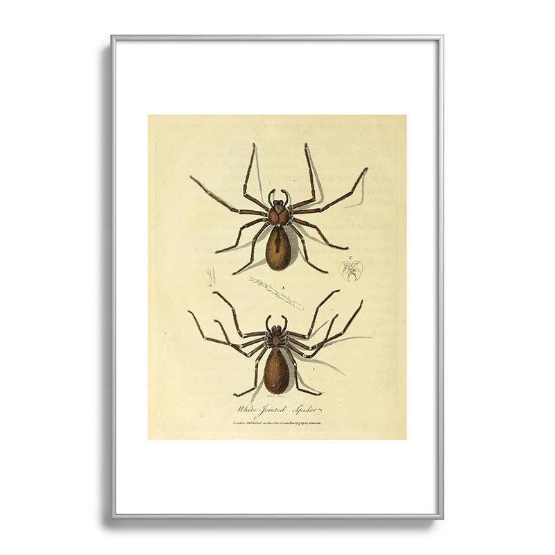 "White-Jointed Spider" by Sarah Stone, 1790 Framed Art Print