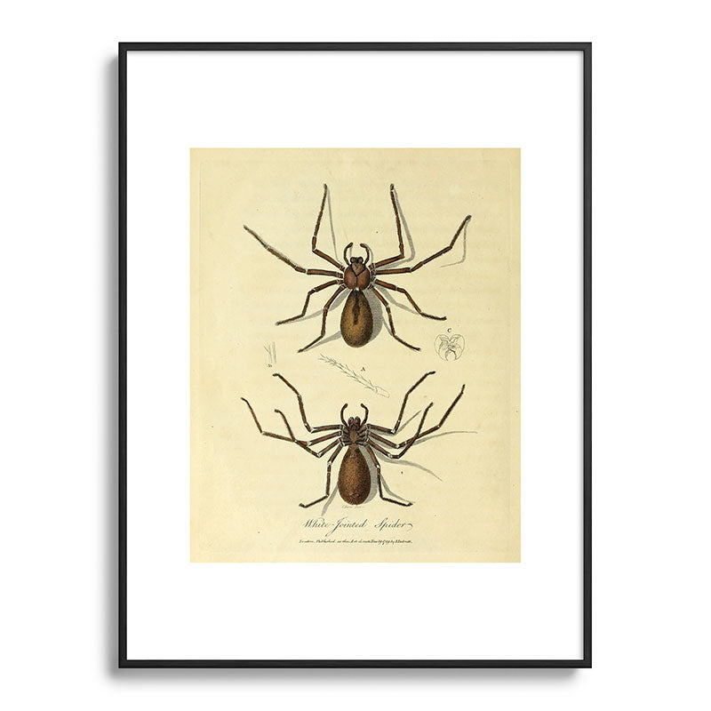 "White-Jointed Spider" by Sarah Stone, 1790 Framed Art Print