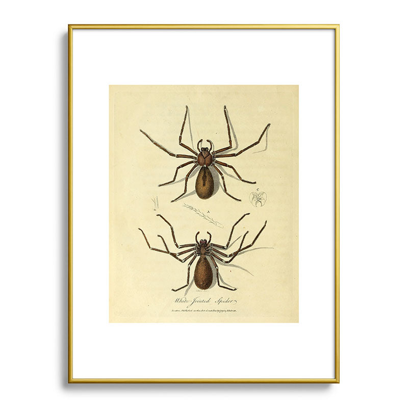 "White-Jointed Spider" by Sarah Stone, 1790 Framed Art Print