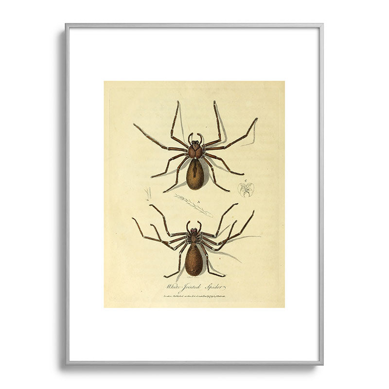 "White-Jointed Spider" by Sarah Stone, 1790 Framed Art Print