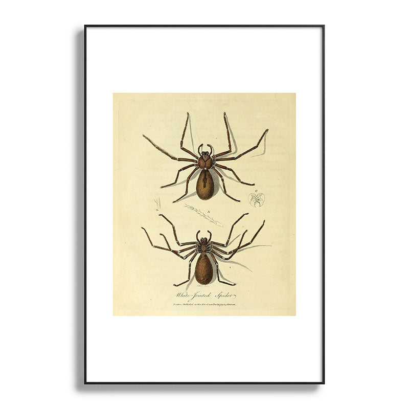 "White-Jointed Spider" by Sarah Stone, 1790 Framed Art Print