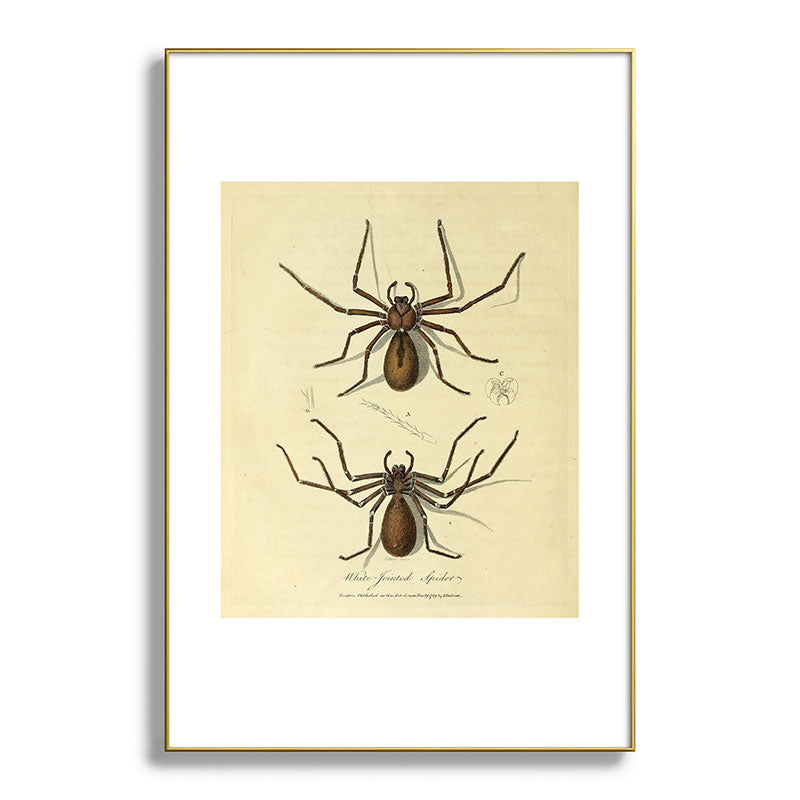 "White-Jointed Spider" by Sarah Stone, 1790 Framed Art Print