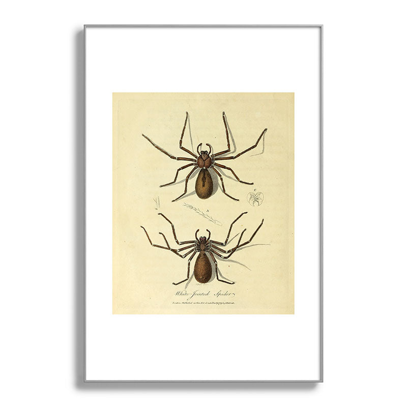 "White-Jointed Spider" by Sarah Stone, 1790 Framed Art Print