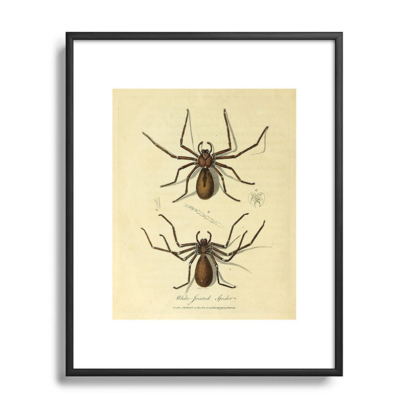 "White-Jointed Spider" by Sarah Stone, 1790 Framed Art Print