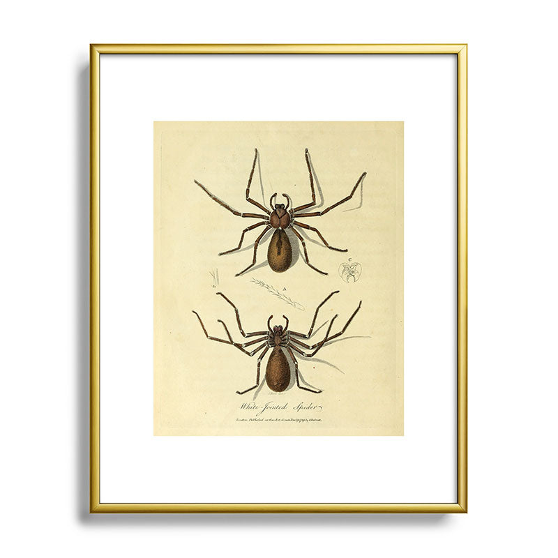 "White-Jointed Spider" by Sarah Stone, 1790 Framed Art Print