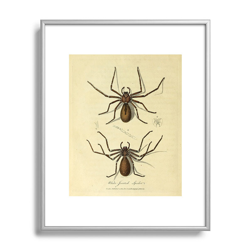 "White-Jointed Spider" by Sarah Stone, 1790 Framed Art Print
