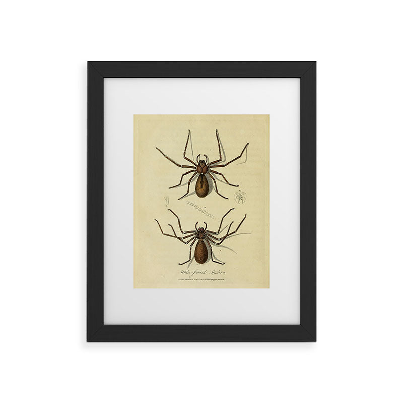 "White-Jointed Spider" by Sarah Stone, 1790 Framed Art Print