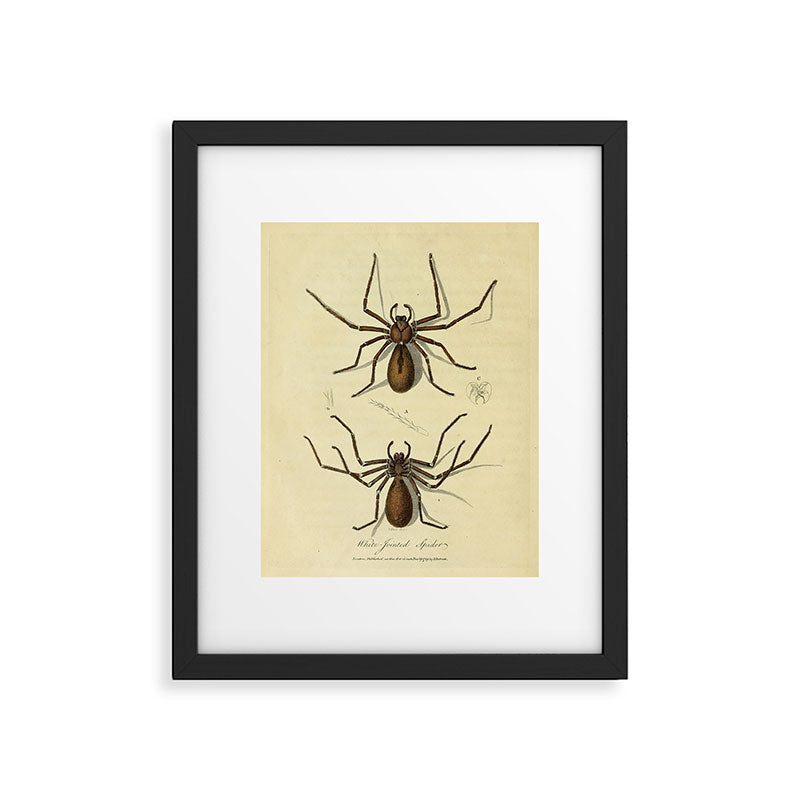 "White-Jointed Spider" by Sarah Stone, 1790 Framed Art Print