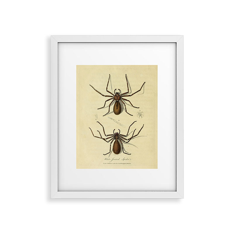 "White-Jointed Spider" by Sarah Stone, 1790 Framed Art Print
