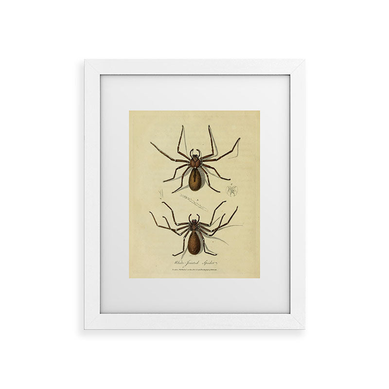 "White-Jointed Spider" by Sarah Stone, 1790 Framed Art Print
