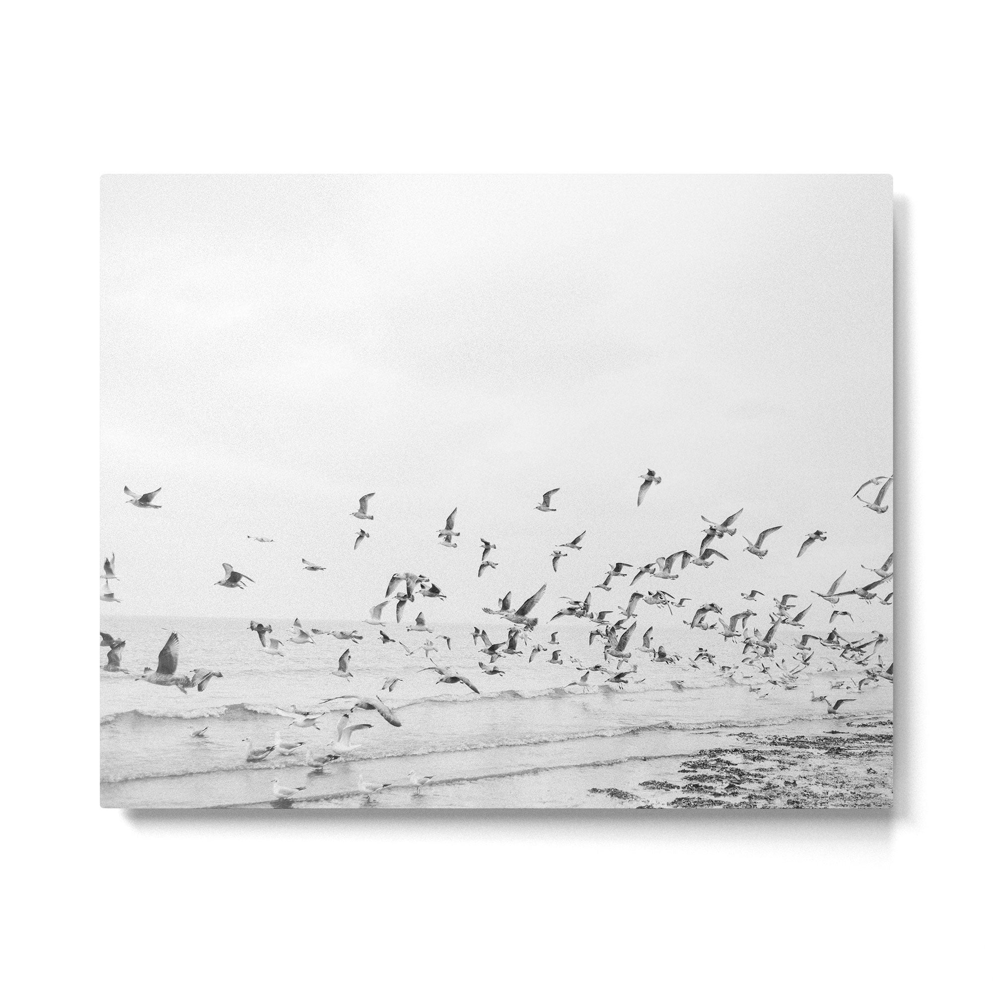 "Seagulls" | Coastal black and white photo | Film photography | Beach Metal Print