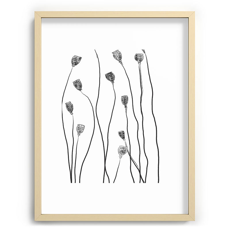 A group of poppy heads Framed Art Print