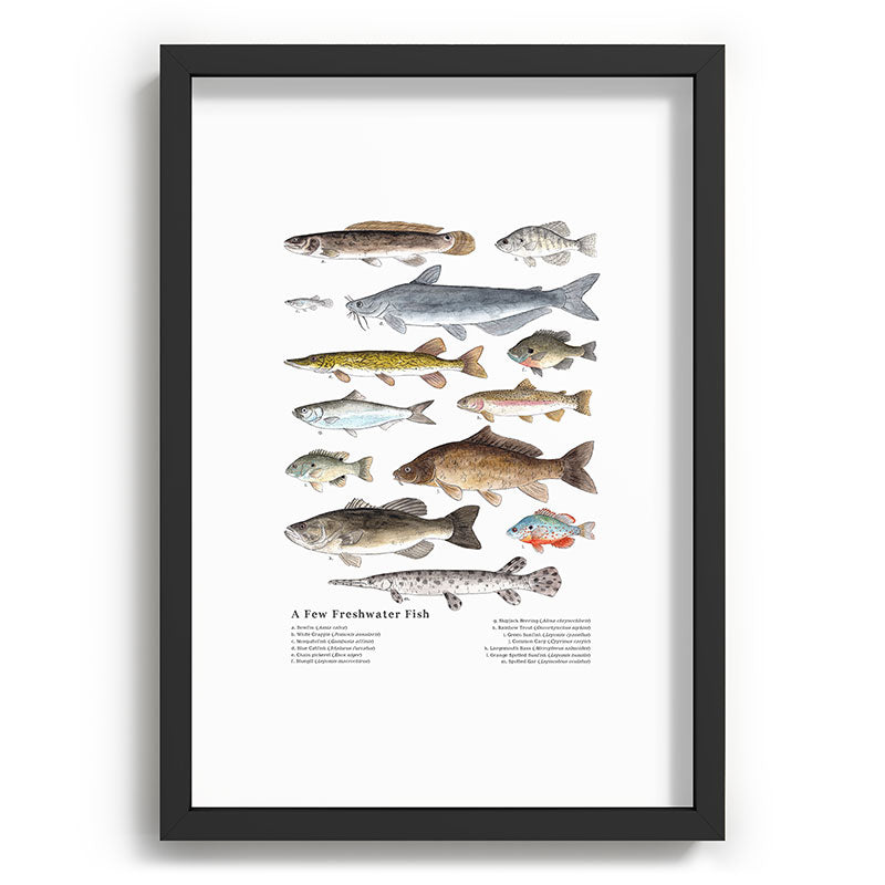 A Few Freshwater Fish Framed Art Print