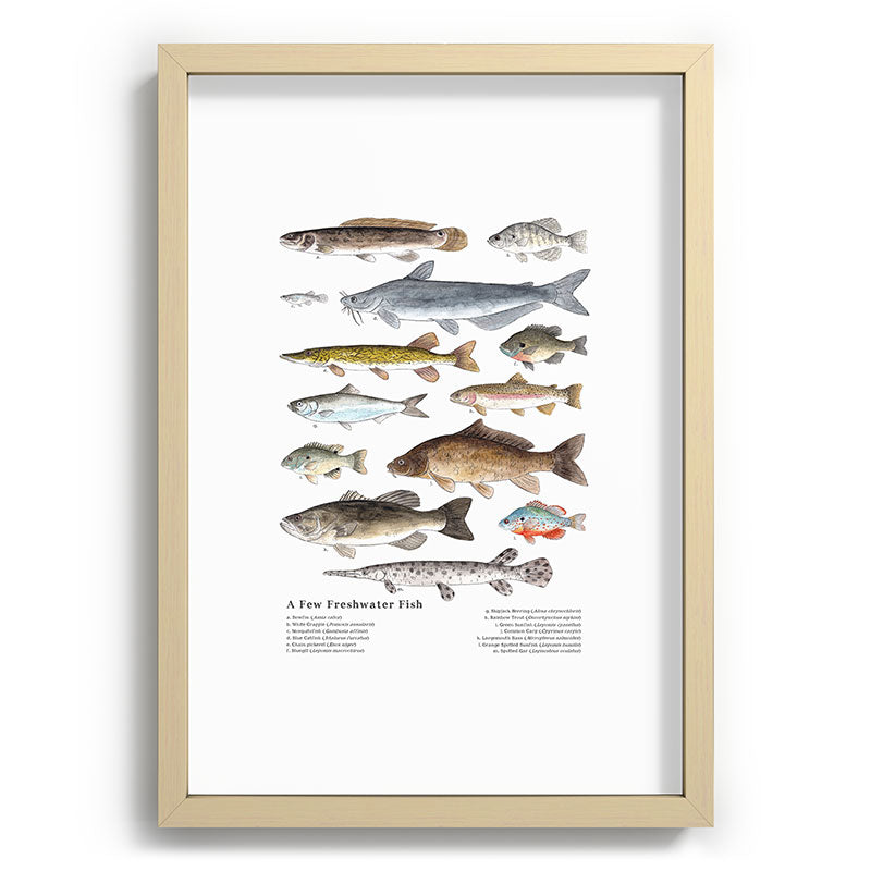 A Few Freshwater Fish Framed Art Print