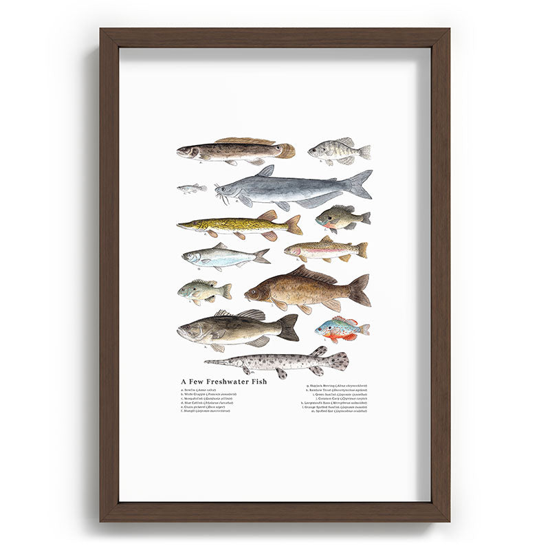 A Few Freshwater Fish Framed Art Print