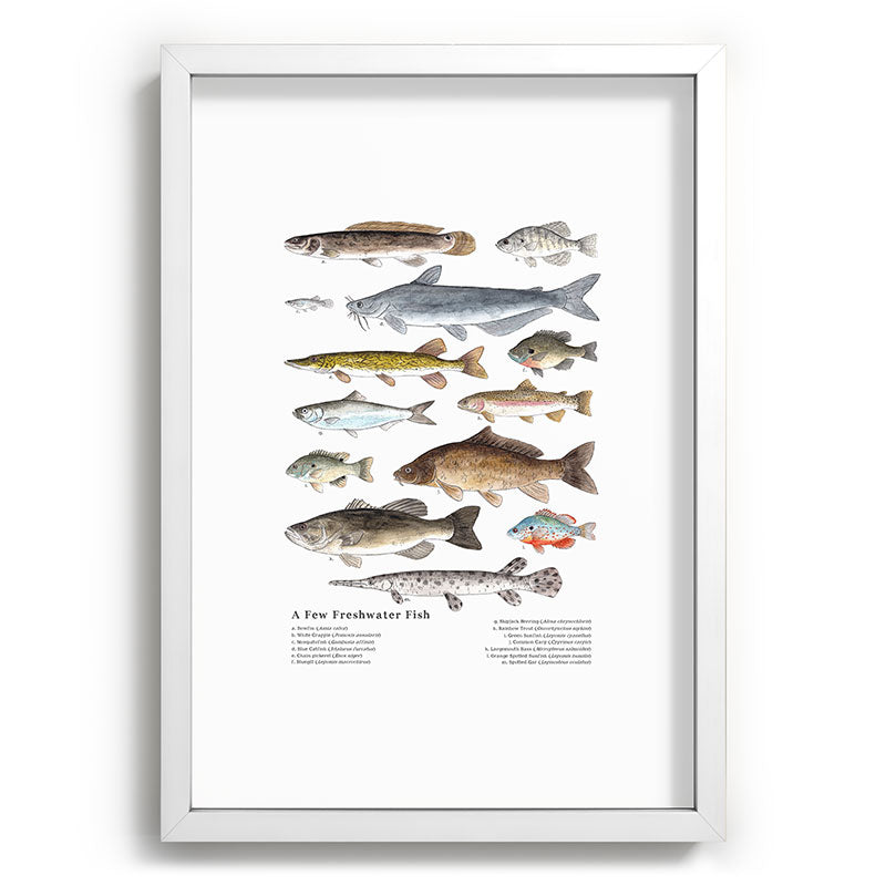 A Few Freshwater Fish Framed Art Print