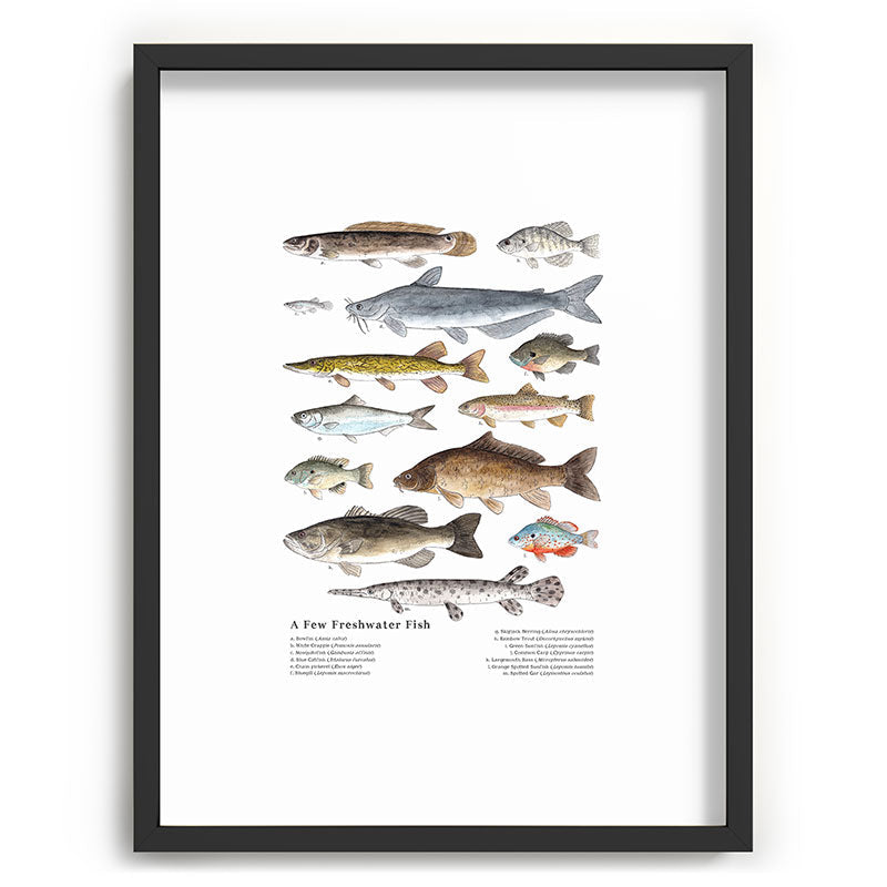 A Few Freshwater Fish Framed Art Print