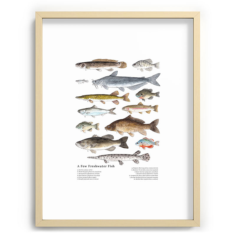A Few Freshwater Fish Framed Art Print