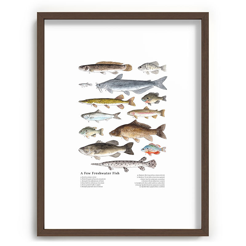 A Few Freshwater Fish Framed Art Print
