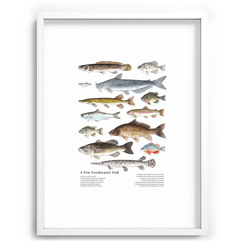 A Few Freshwater Fish Framed Art Print