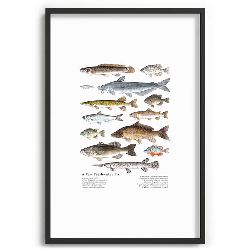 A Few Freshwater Fish Framed Art Print