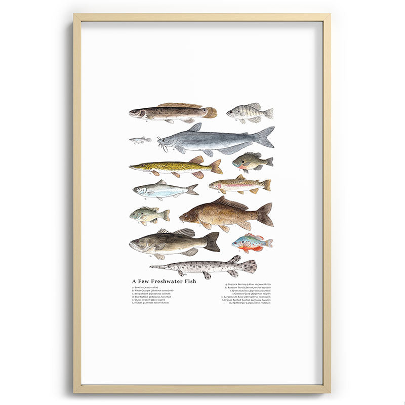A Few Freshwater Fish Framed Art Print