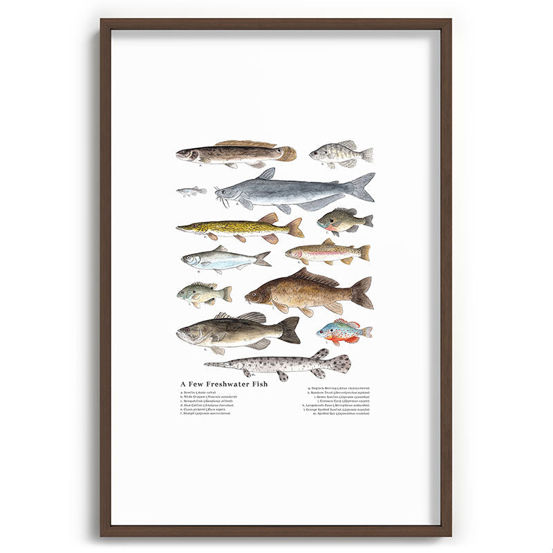 A Few Freshwater Fish Framed Art Print