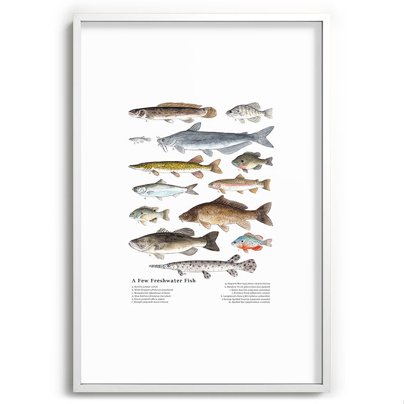 A Few Freshwater Fish Framed Art Print