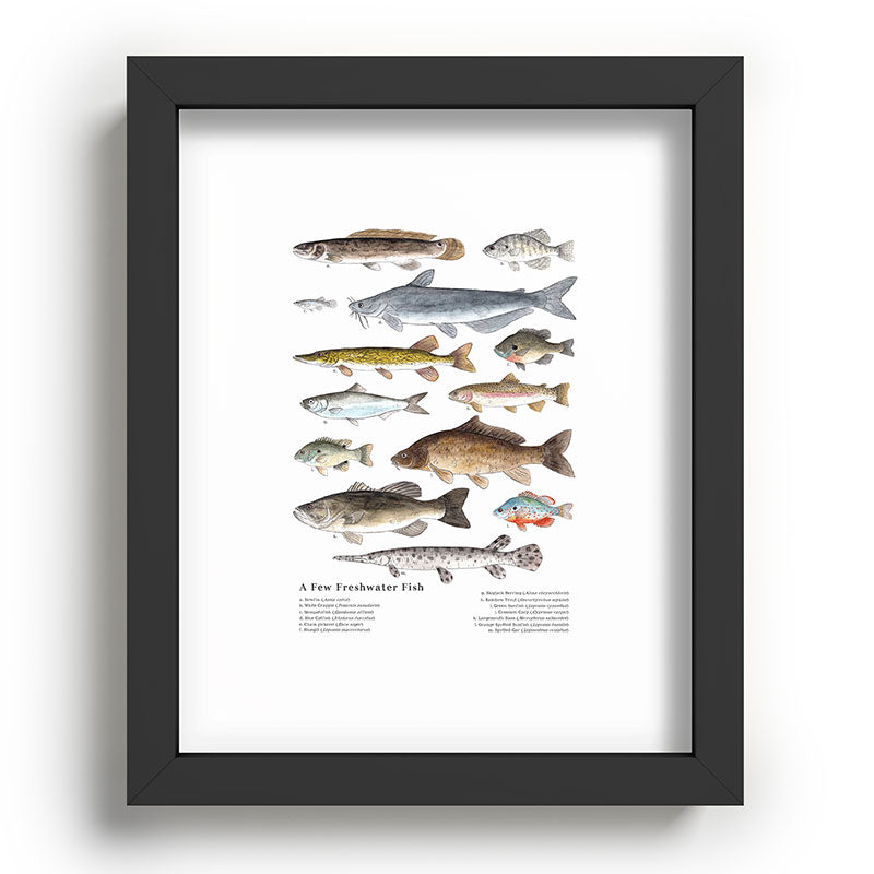 A Few Freshwater Fish Framed Art Print