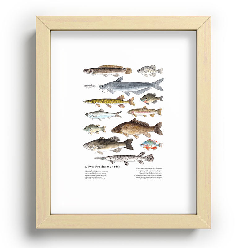 A Few Freshwater Fish Framed Art Print