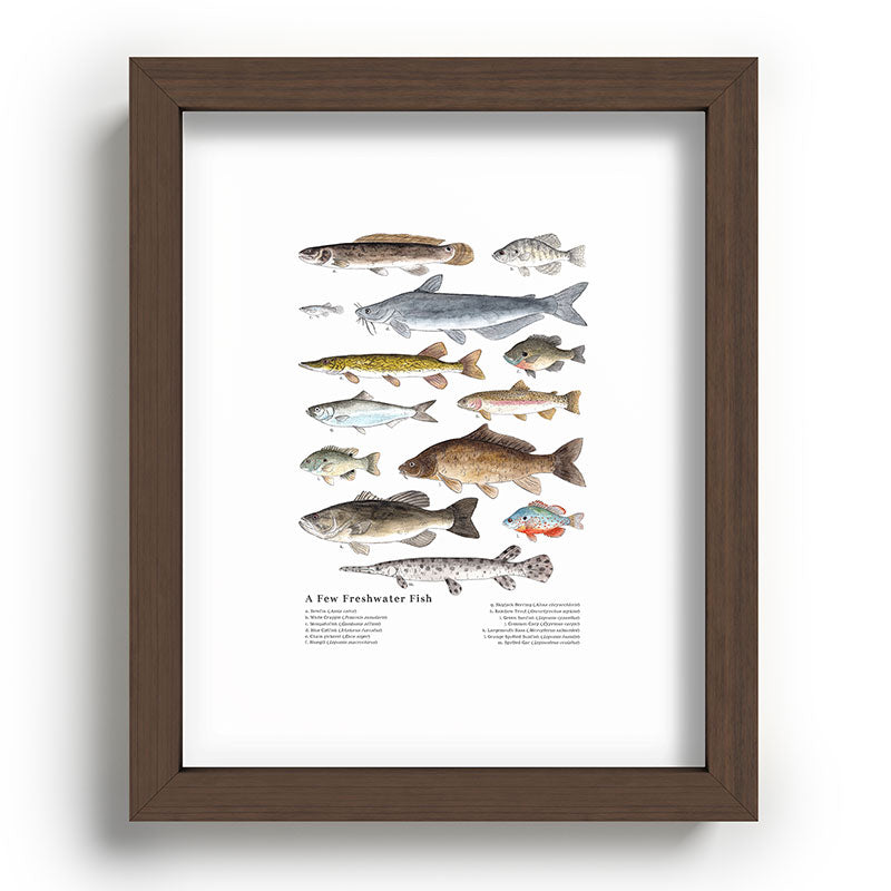 A Few Freshwater Fish Framed Art Print
