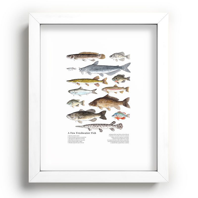 A Few Freshwater Fish Framed Art Print