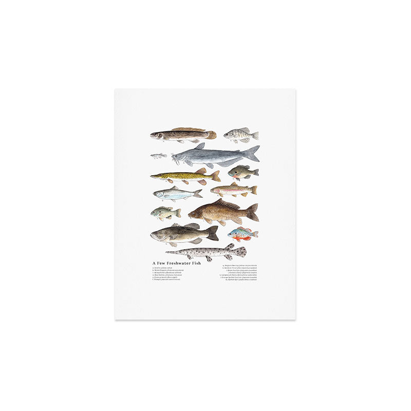 A Few Freshwater Fish Art Print