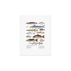 A Few Freshwater Fish Art Print