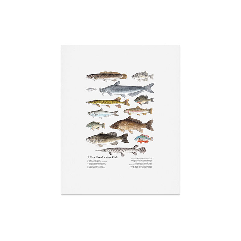 A Few Freshwater Fish Art Print