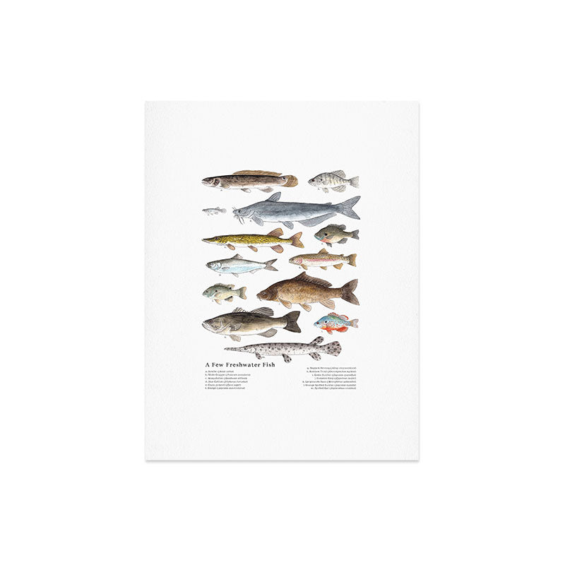 A Few Freshwater Fish Art Print