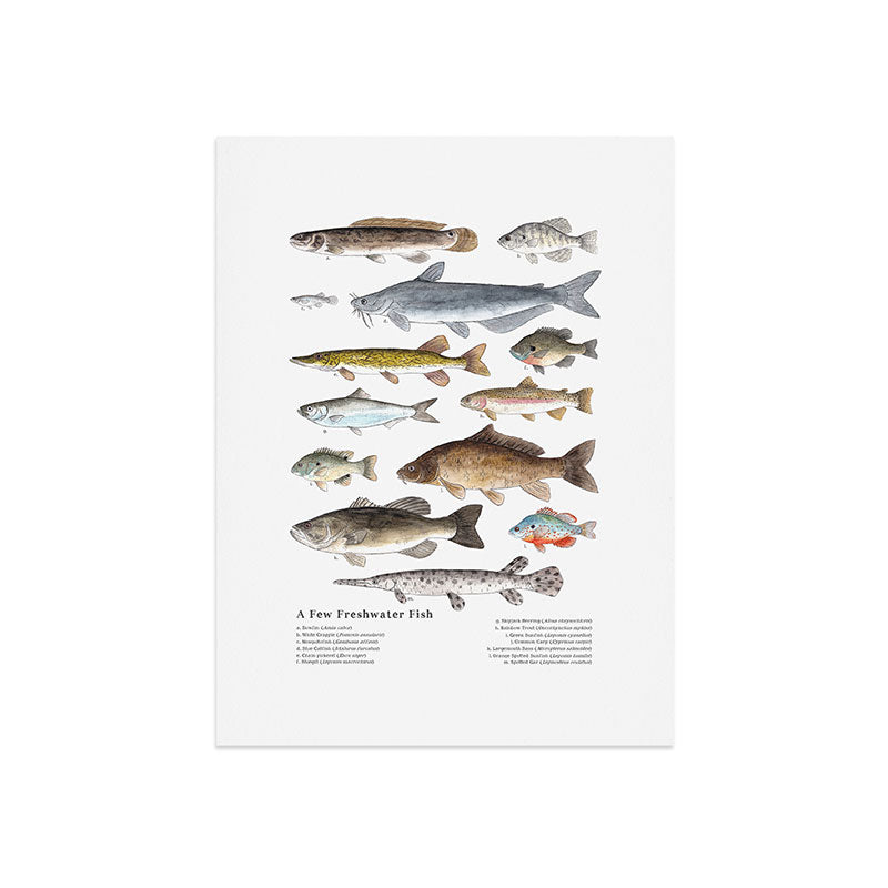 A Few Freshwater Fish Art Print
