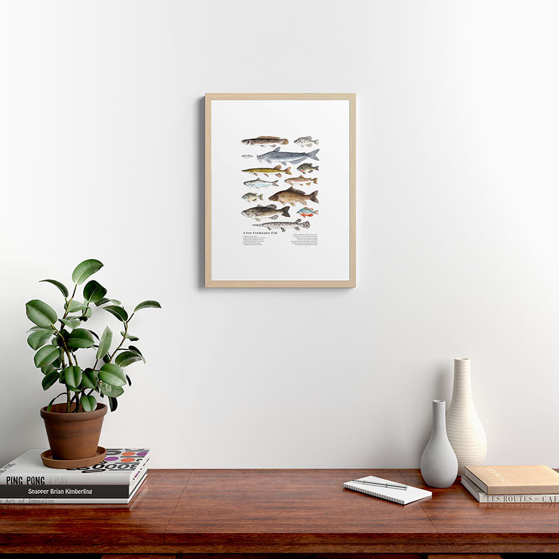 A Few Freshwater Fish Framed Art Print