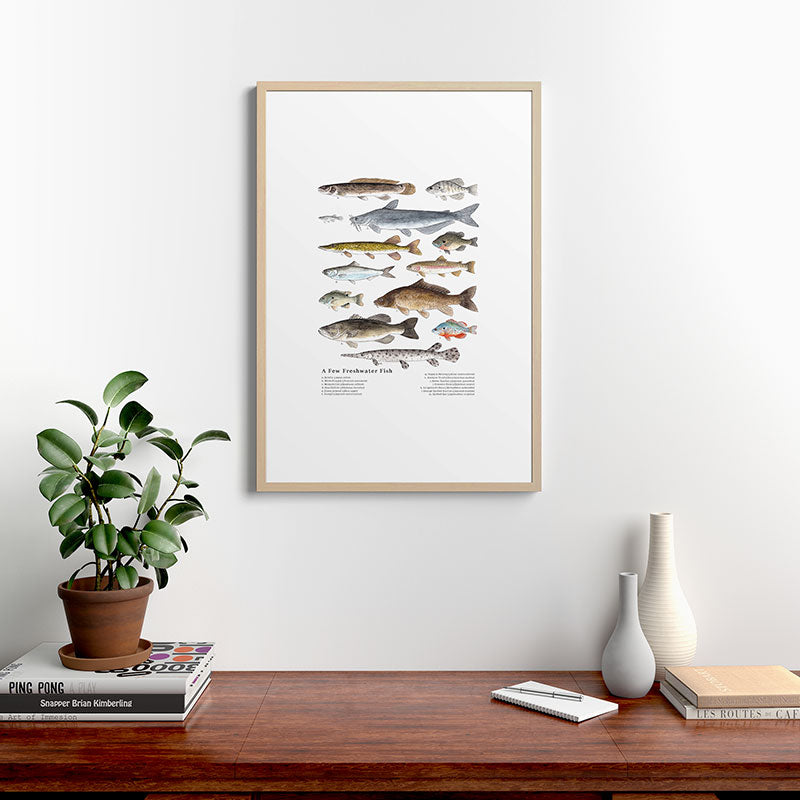 A Few Freshwater Fish Framed Art Print