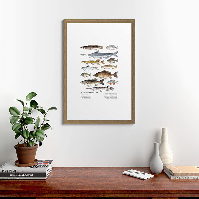 A Few Freshwater Fish Framed Art Print