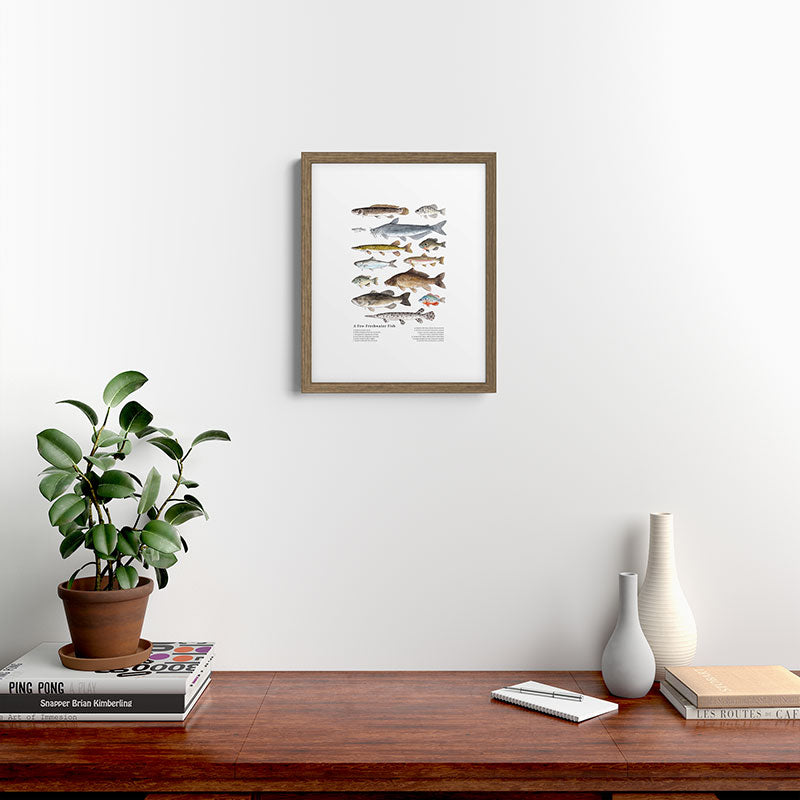 A Few Freshwater Fish Framed Art Print