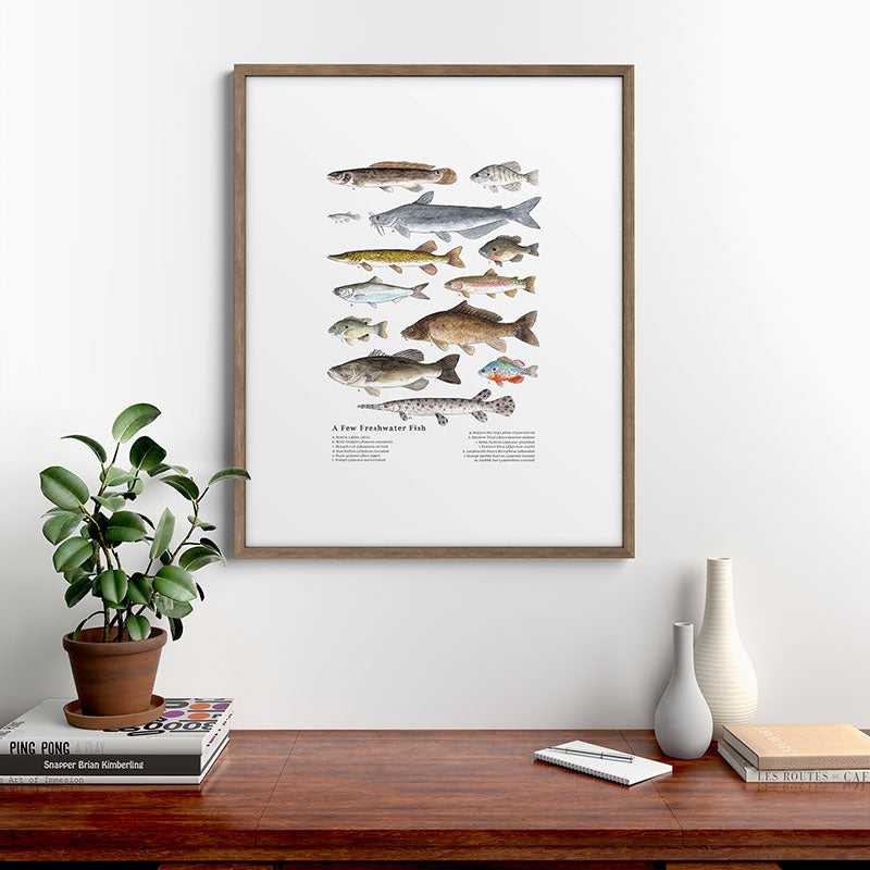 A Few Freshwater Fish Framed Art Print