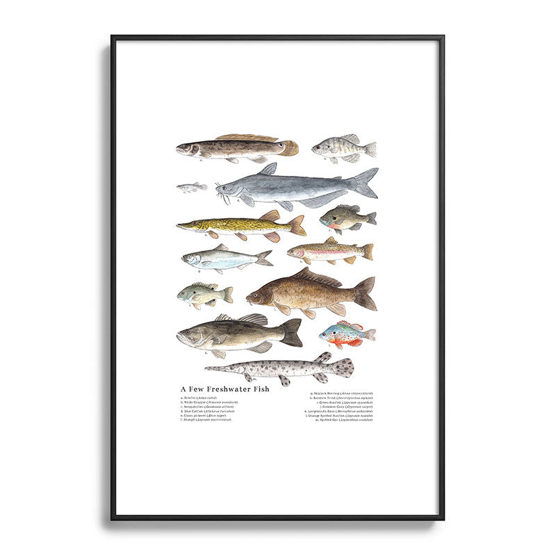 A Few Freshwater Fish Framed Art Print